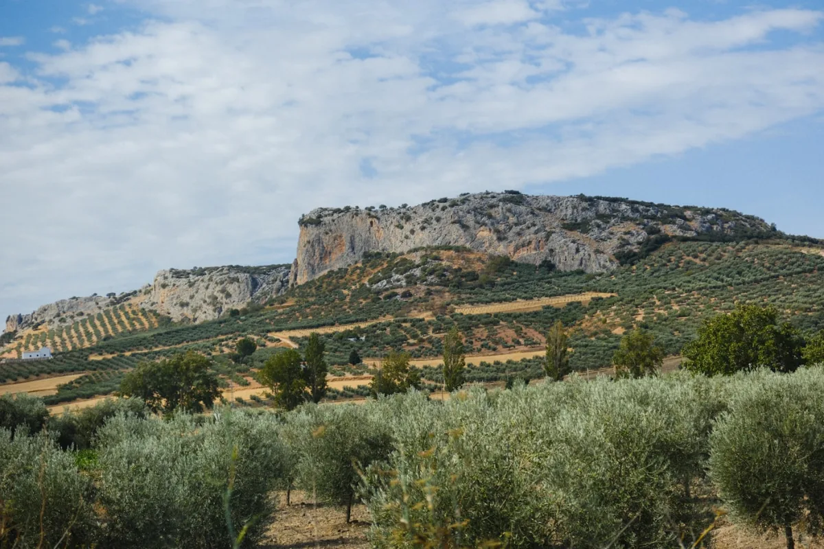 Ezine Zeytinlik — Çanakkale Zeytinlik