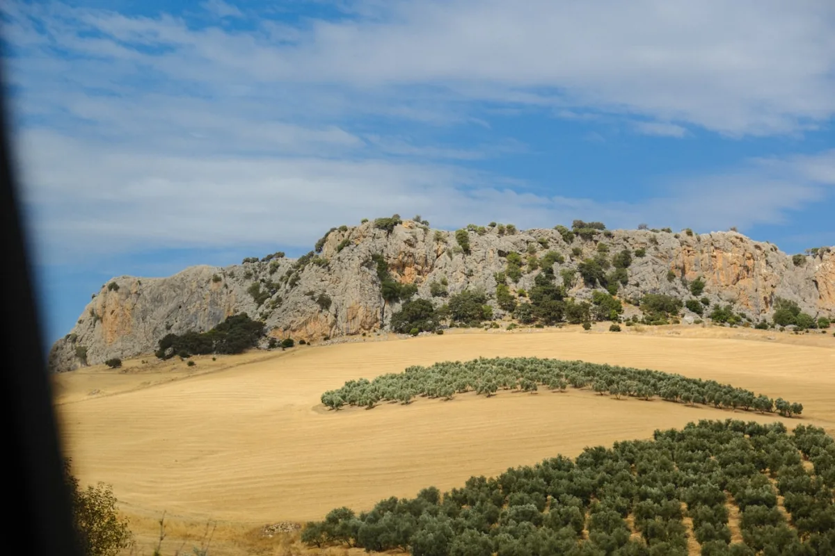 Ezine Karışık Arazi — Çanakkale Tarla + Zeytinlik